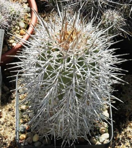 Copiapoa_vallenarensis